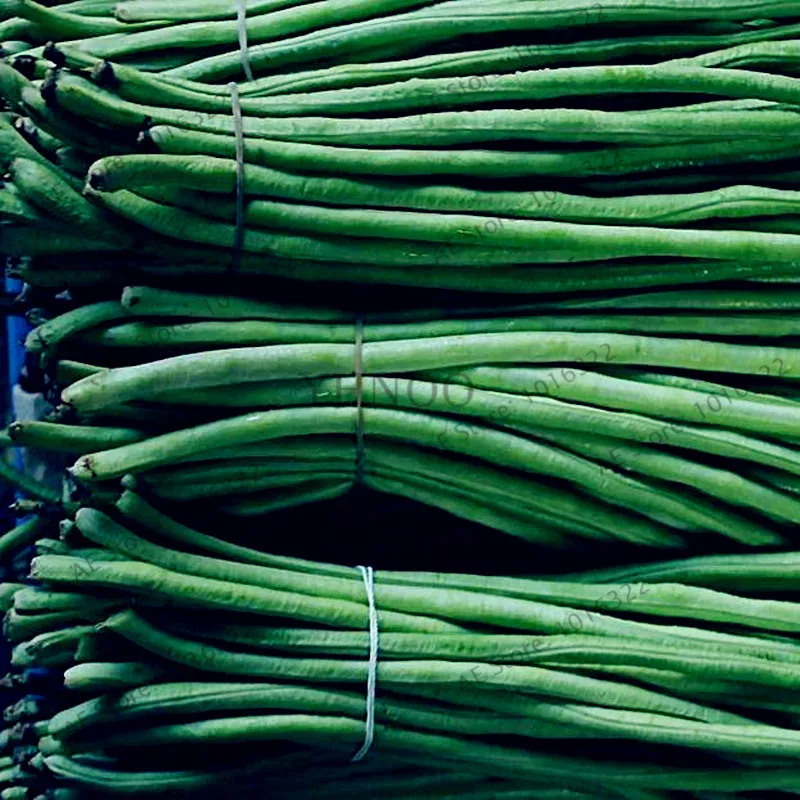 Купить Семена Вигны В Интернет Магазине