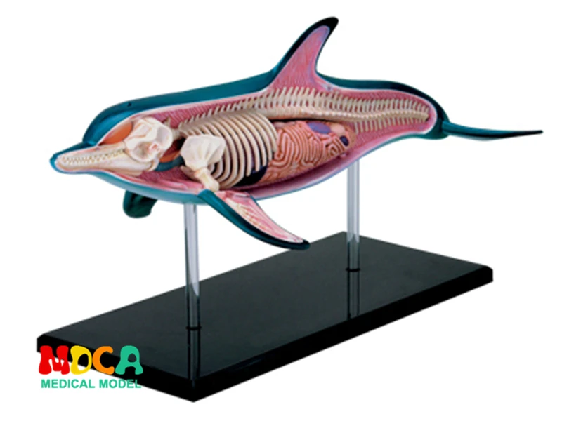 dolphin-4d-master-puzzle-assembling-toy-animal-biology-organ-anatomical-model-medical-teaching-model