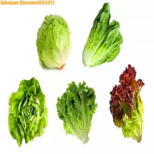 100 шт. греческий салат Бонсай легко выращивать большой салат, садовое растение для дома овощи, богатые витаминами салат легко растить