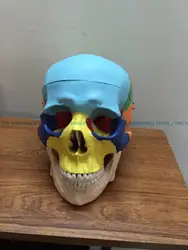 2018 хорошее качество человеческого тела изделие устные череп модель черепа division 1 к 1 черепной разделения модель обучения