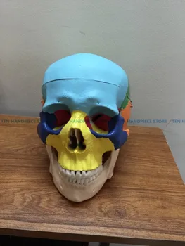 

2018 good quality Human body color oral skull model Skull division 1 to 1 cranial separation teaching model