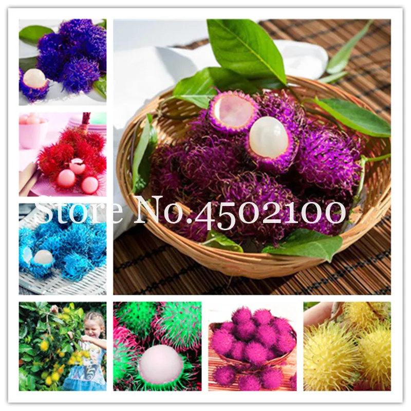 

50 Pcs Mixed Rambutan Bonsai, Malaysia Miracle Delicious Fruit Tree,Sweet Giant Plant Tree Plant For Home Garden Gift For Kids
