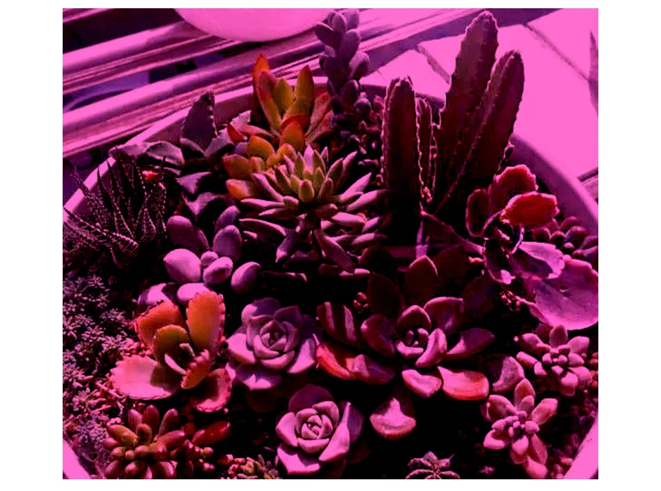 Full Spectrum Led Grow Light Replace Sunlight 50W Clip-On Desk Plant Grow Lamp For Plants Flowers Seeds Indoor Garden Grow Tent (12)