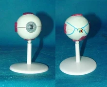 

2X Eye anatomy model Organ Anatomy Medical human samples free shipping