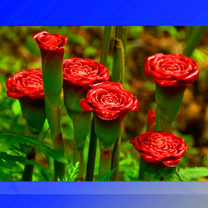 

New 2018! 100 Pcs/Bag Red Carnation 'Red Up Lamp Bulb' Perennial Flower garden, Bonsai Fragrant Flower