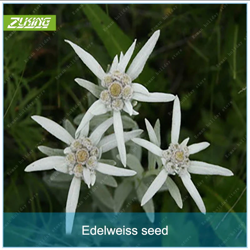 Buy ZLKING 100pcs Rare Edelweiss Flower Bonsai Plants