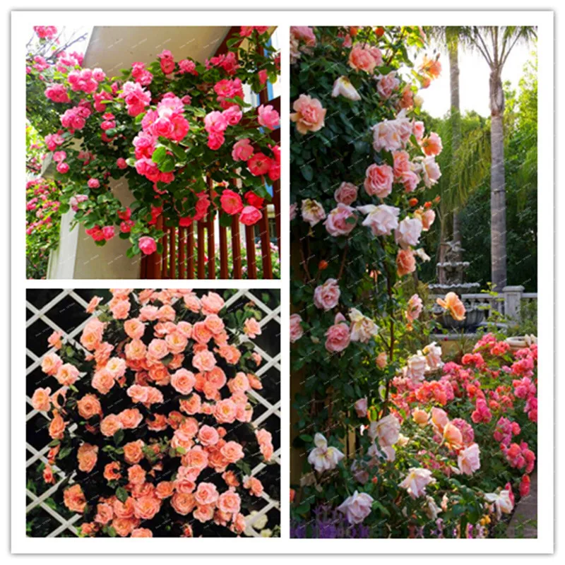 

Creepers flowers-flores Rosa,Chinese pretty Climbing Roses bonsai ,150 package/bag ornamental-plant grate promotion plant garden