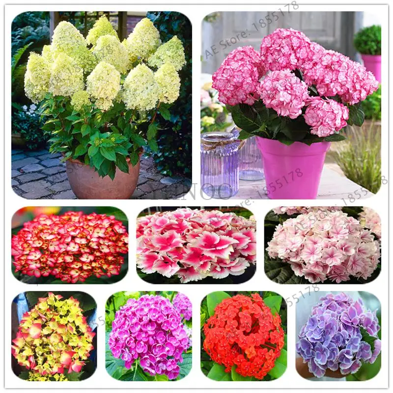 

20 Pcs Multiple Color Choice Hydrangea Bonsai Perennial Flower Plant Hydrangea Balcony Ornamental Garden Decoration Plant