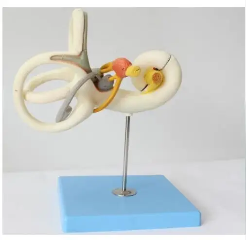 

Magnify Human Anatomical Labyrinth Of The Inner Ear Anatomy Model fast ship nd