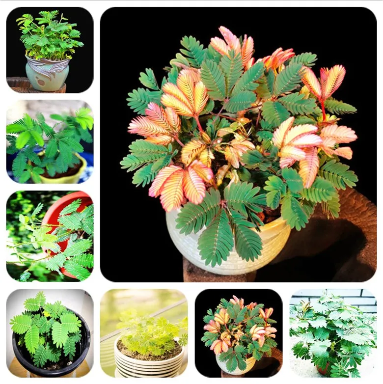 

big sale! 20 pcs exotic mimosa flowers leaves shy grass sensitive bonsai plants perennial potted family garden free shipping