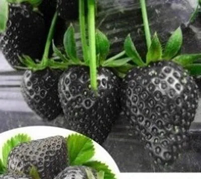 500 Pcs Strawberry Seeds Fragaria Fruit Seeds For Home Garden HTB1VnGJIVXXXXacXVXXq6xXFXXXj - 500 Pcs Strawberry Seeds Fragaria Fruit Seeds For Home Garden