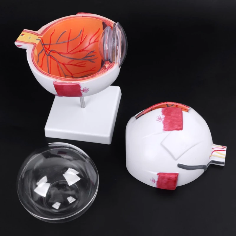 ZHUTING High Quality Human PVC Anatomical Natural Eyeball Model Medical Learning Aid Teaching Instrument