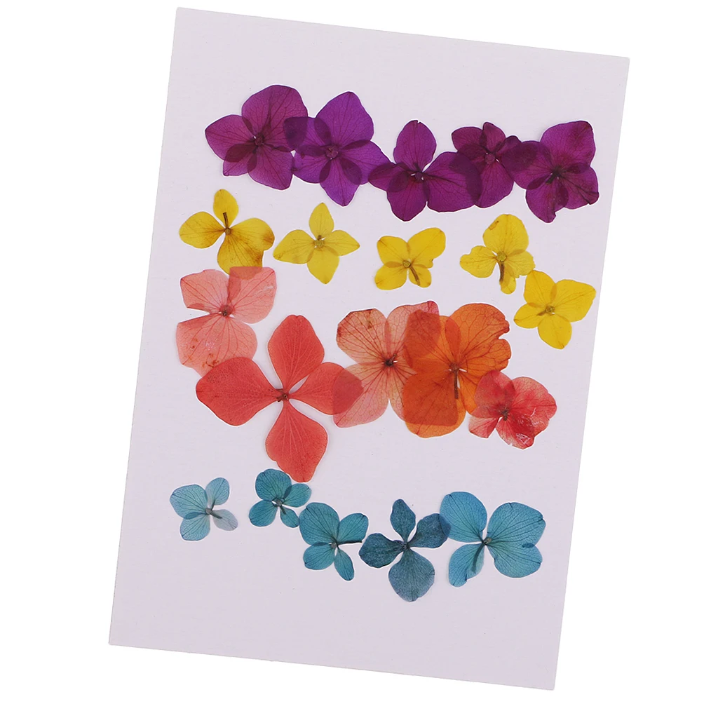 20 Pieces Pressed Natural Dried Flowers Hydrangea Embellishment For DIY Phone Case Handmade Specimen Craft