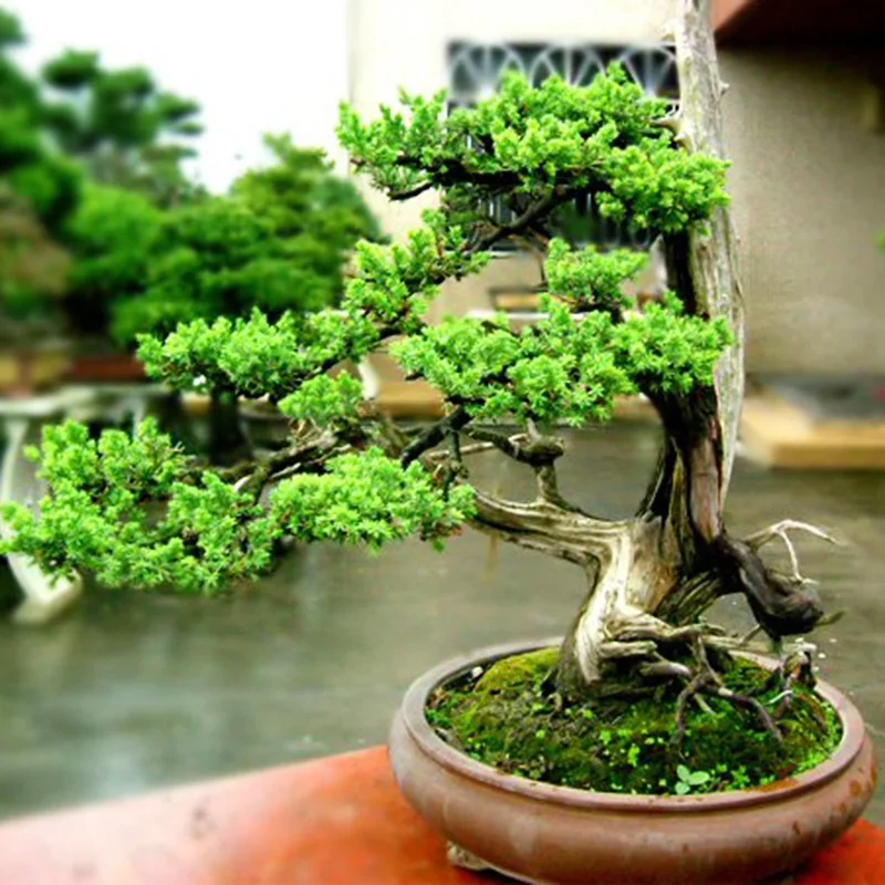 

50 Pcs American Arborvitae White Cedar (Thuja occidentalis)