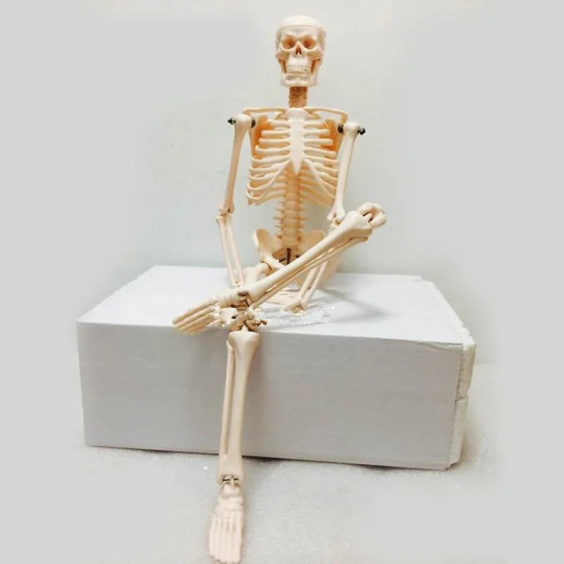 

45CM Human Educational Equipment Biology Anatomy Skeleton Framework Flexible Anatomical Physics Model For Medical Doctor Fun Toy