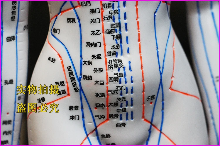 Человеческая китайско-английская модель точечной Акупунктуры Меридиан модель акупунктуры точки 26 см/48 см/50 см для мужчин и женщин