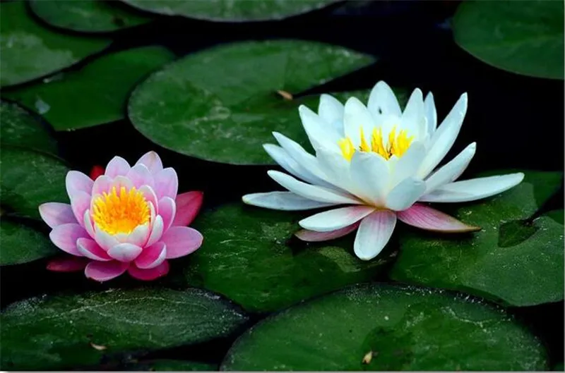 water lily