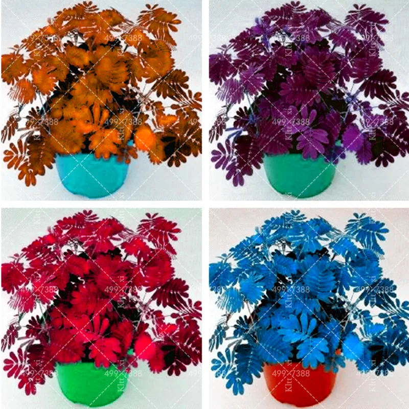 

100 Pcs Rainbow Perennial Mimosa Pudica Plant Exotic Flower Bonsai Bashful Grass plant Sensitive Plant Radiation Absorption