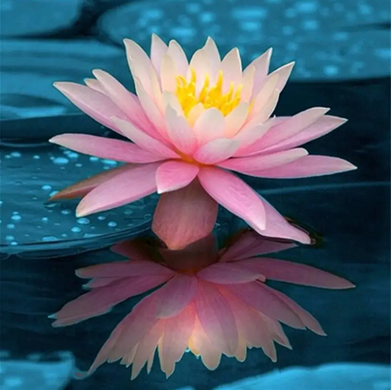 Full Square/Round Diamond 5D DIY Painting &quotWater Lotus&quot 3D Embroidery Cross-stitch Mosaic Decoration Gift | Дом и сад