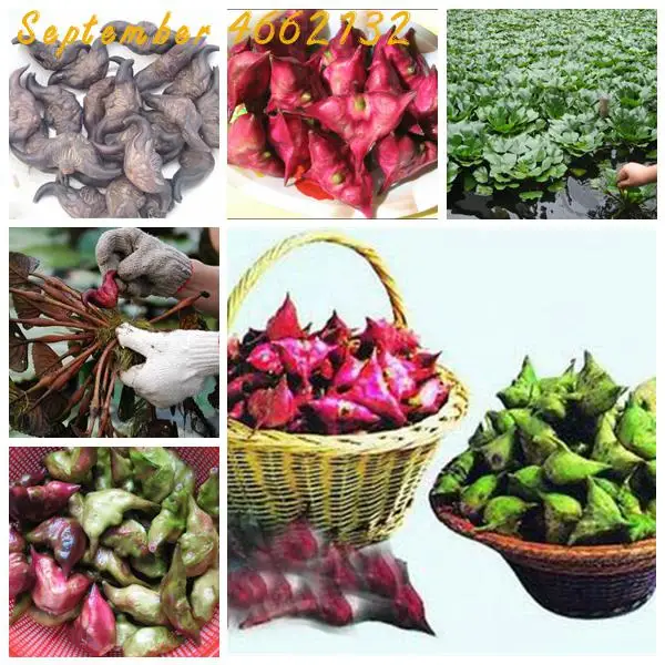

100Pcs Chinese Water Chestnut Bonsai Perennial Herbaceous Aquatic Plants Nutrition And Delicious Fruit Vegetables Water Chestnut