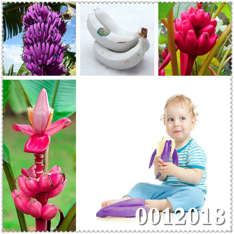 New Arrival! 200 pcs Banana Tree Bonsai Organic Fruit Tree Plant DIY