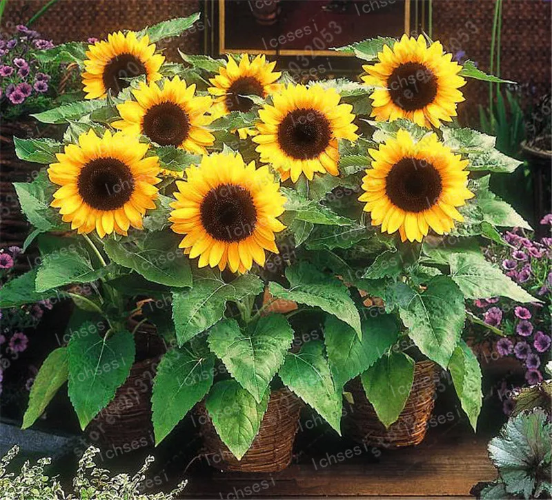 

40Pcs Mini Sunflower Bonsai Flower Rare Color Sunflower Indoor Bonsai Plants for Home Garden decoration