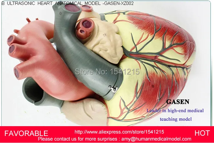 

HUMAN ANATOMICAL HEART ANATOMY VISCERA MEDICAL ORGAN MODEL EMULATIONAL ,MEDICAL ULTRASOUND HUMAN HEART MODEL -GASEN-XZ002