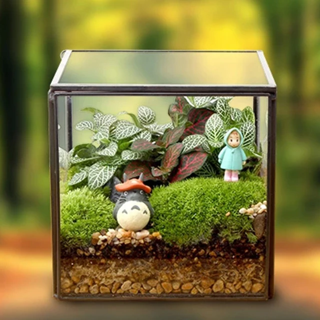 Buy Modern Geometric Square Glass Geometric Terrarium