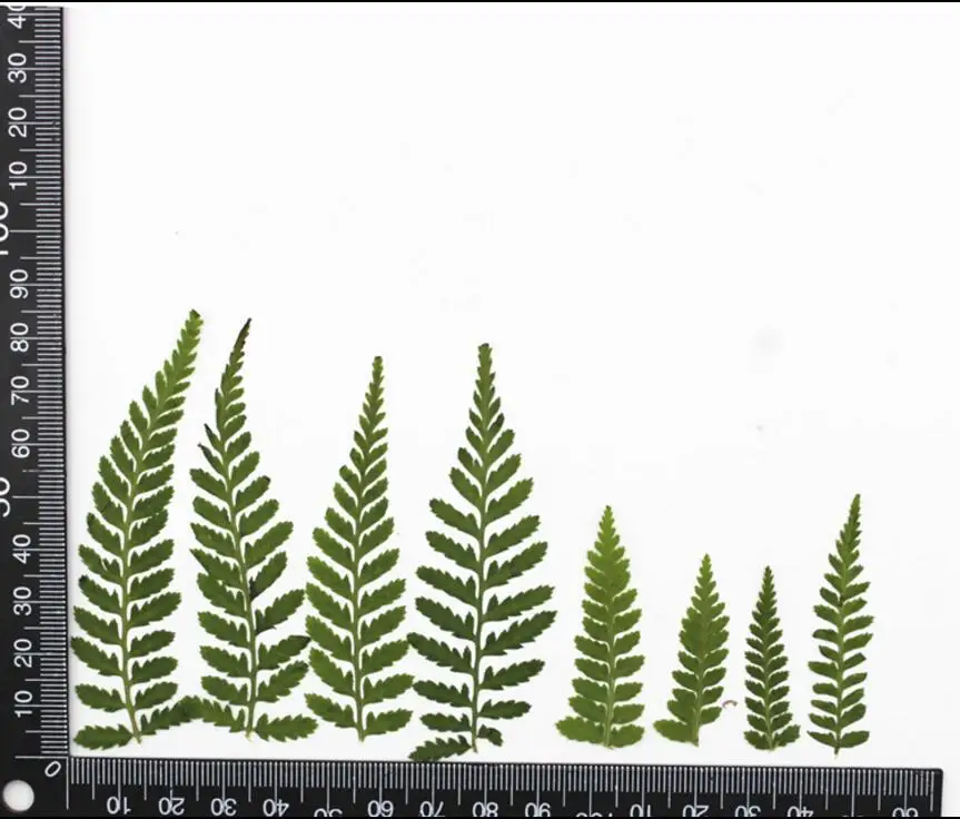 (SLLDHMR)-4