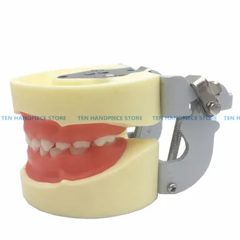 

2019 good quality Dental oral teaching model child preparation model deciduous teeth preparation model removable teeth