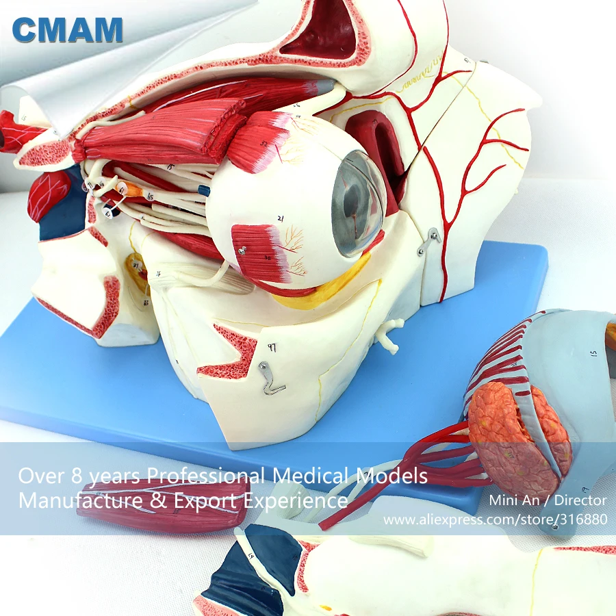 12528 CMAM-EYE04 Anatomy Human Eyeball and Orbit with Vessels and Nerves , Medical Science Educational Anatomical Models 12528 CMAM-EYE04 Anatomy Human Eyeball and Orbit with Vessels and Nerves , Medical Science Educational Anatomical Models