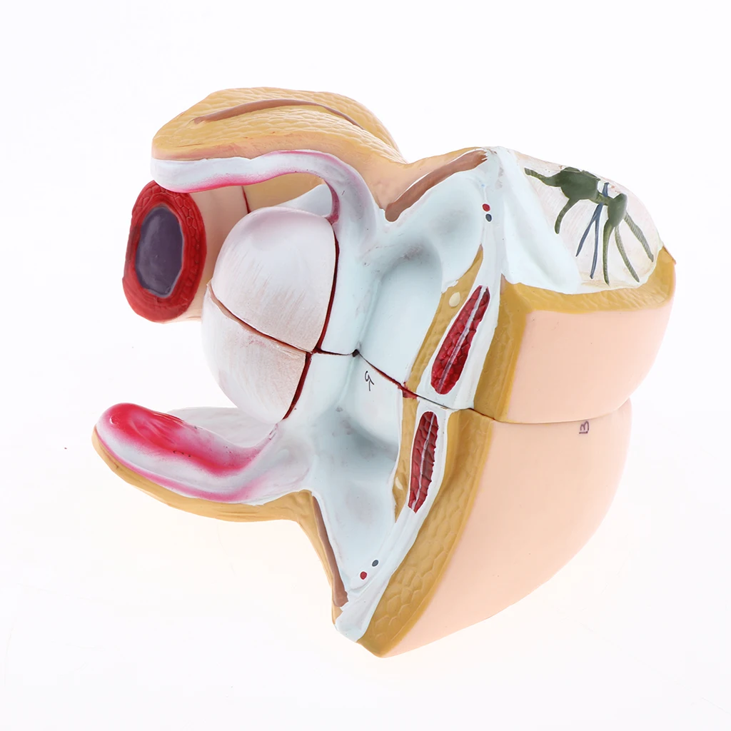 1:1 Female Uterus Ovary Genital Model - Human Reproductive Organ Anatomical Model with Base for Science Learning School Lab Accs