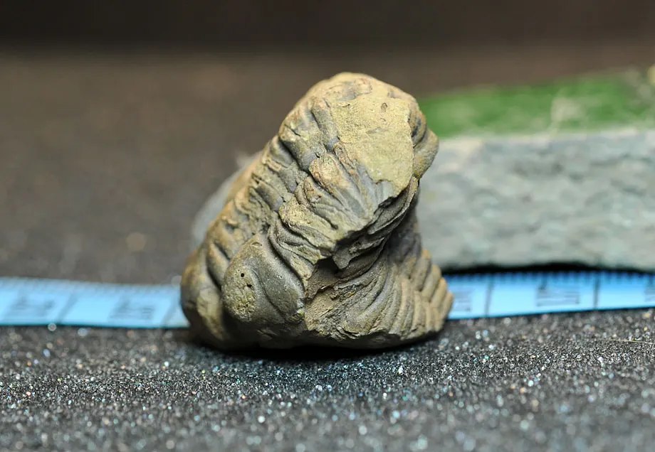 05 collection-level Bolivian Devonian trilobite fossils curl Metacryphaeus sp |
