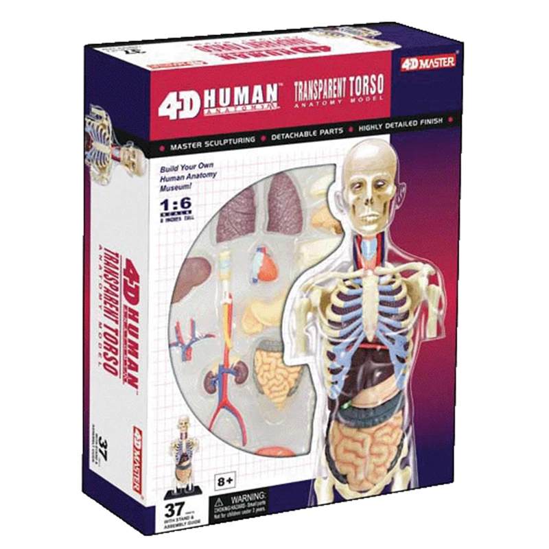4D человеческое тело splanchnic интеллект сборка игрушка человеческая Анатомия манекен для медицинского обучения DIY популярная научная техника