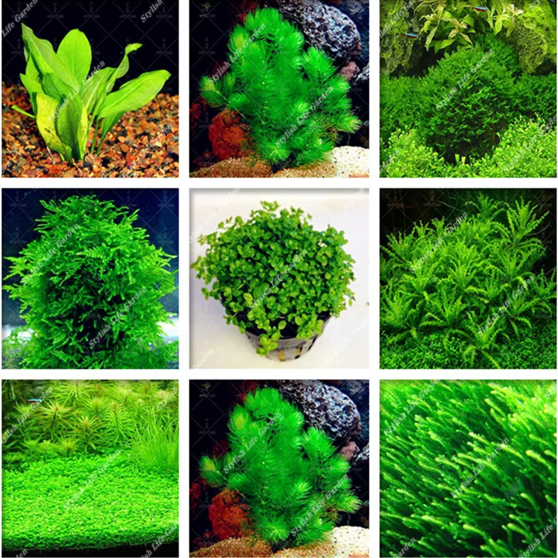 

500pcs New Aquarium Grass bonsai, Aquarium Plants Fish Tank Decoration Easy Grow Double Sided Landscape Ornamental Aquatic Plant