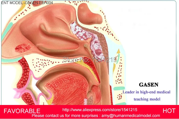 ENT медицинская носовая анатомическая модель, намордник полости носа модель структуры, Анатомия человека модель уха носа горла MODEL-GASEN-EBH004