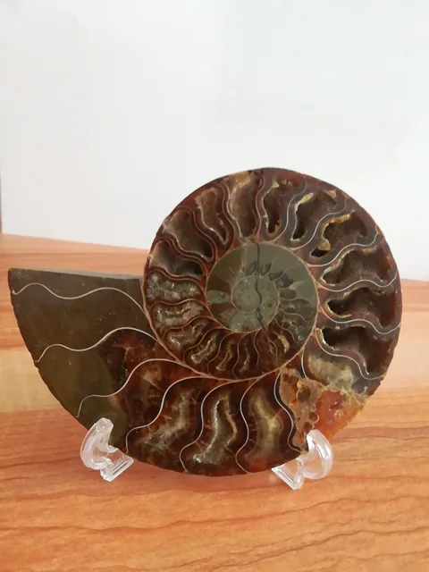 Special Offers  madagascar fossils iridescent ammonite natural stones and minerals specimen