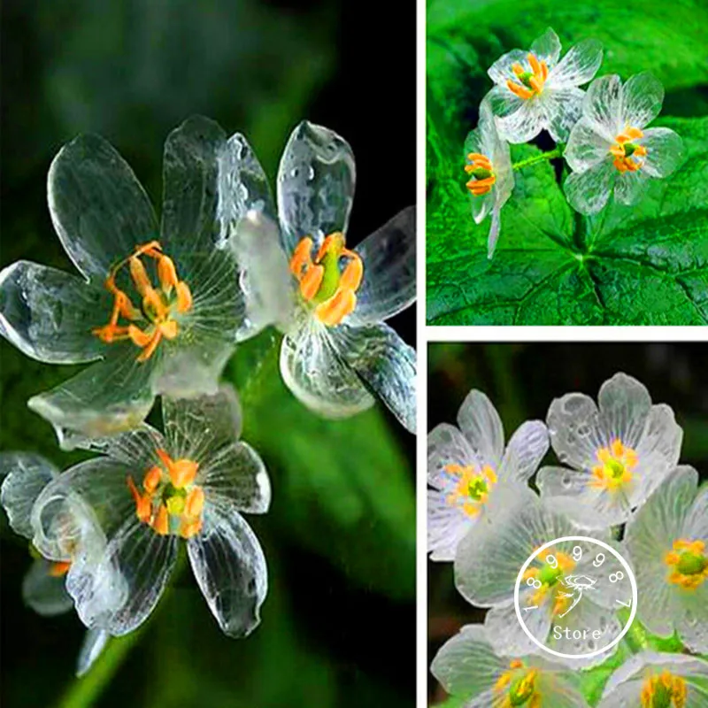 Best-Selling! 100 PCS Transparent Flower bonsai Delicate DIY Garden Flower plant Best-Selling! 100 PCS Transparent Flower bonsai Delicate DIY Garden Flower plant