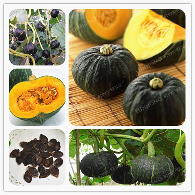 

Rare Black Pumpkin Bonsai 10 pcs/Bag Japan Pumpkin Bonsai Toyo Black Pumpkin Rare Vegetable Bonsai Plants For Home Garden