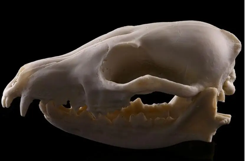 Fox skull model Medical Science Educational Supplies Skull Skeleton Mold Kids Gifts Toys Halloween Decoration
