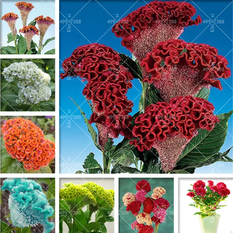 

100 pcs Flamingo cockscomb flower (celosia spicata), Bonsai Flower flores, plants Bonsai seedling flowers for garden Decoration