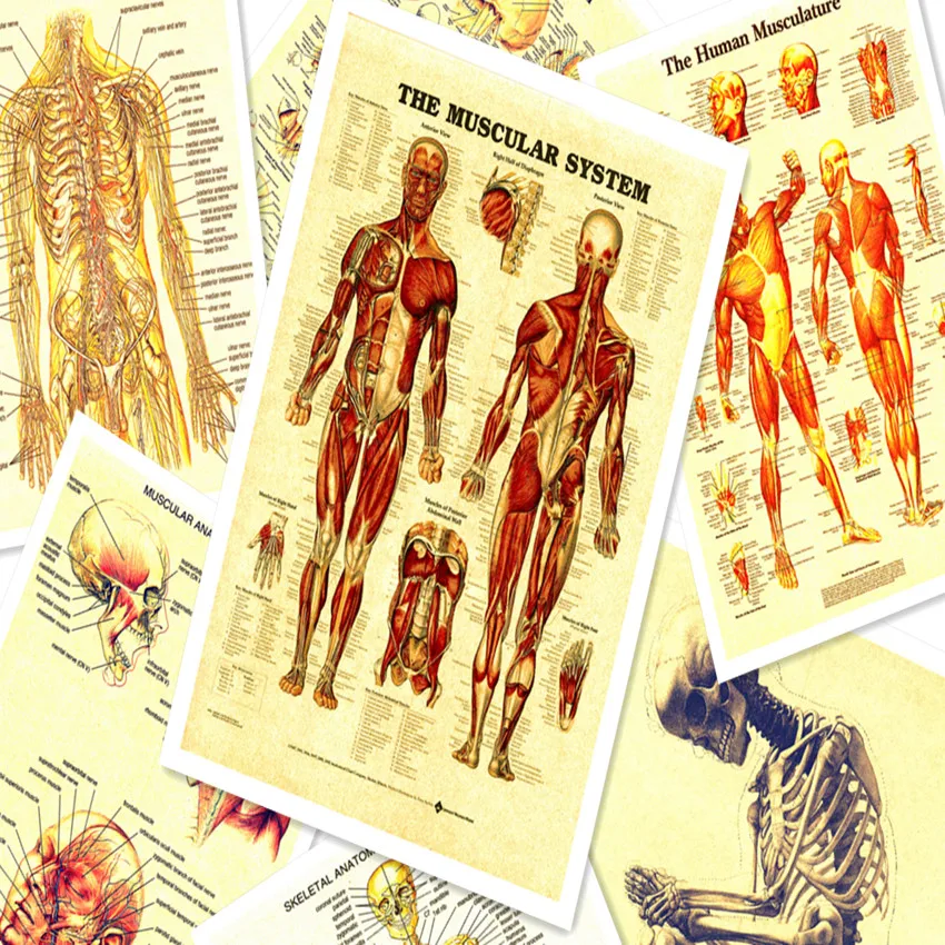 Постеры из крафт бумаги в стиле ретро с изображением анатомии человека 30 х40