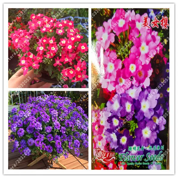

bonsai True Mixed color,Verbena hybrida Bonsai flowerfor home garden plants