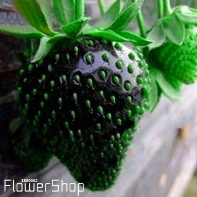 50Pcs Mixed Color Strawberry Fruit Plant Seeds Bonsai Balcony Garden Decor USA 50Pcs Mixed Color Strawberry Fruit Plant Seeds Bonsai Balcony Garden Decor USA