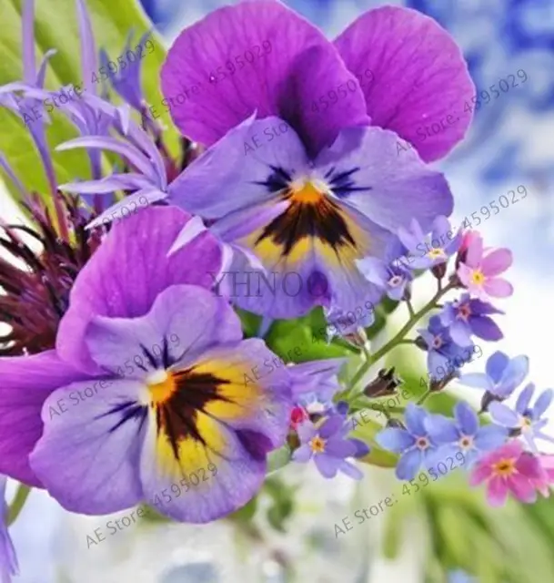 Garden Plant Mixed Pansy Bonsai 200 Pcs Flower Colorful