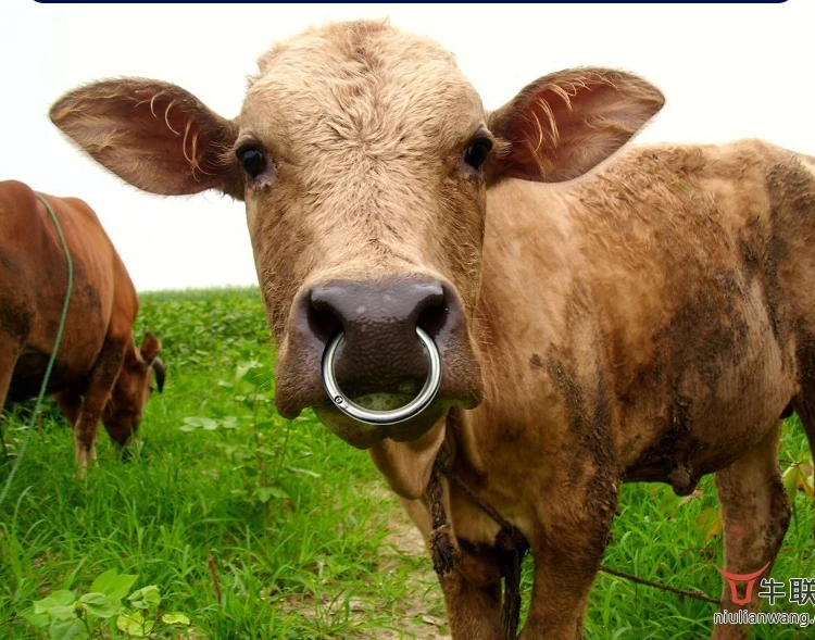 TB2QWcrn0hvOuFjSZFBXXcZgFXa_!!1067278490