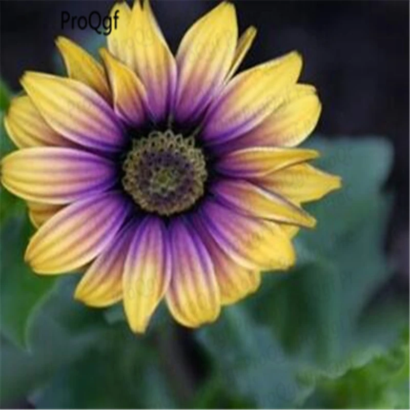 

20000Pcs A Set Osteospermum