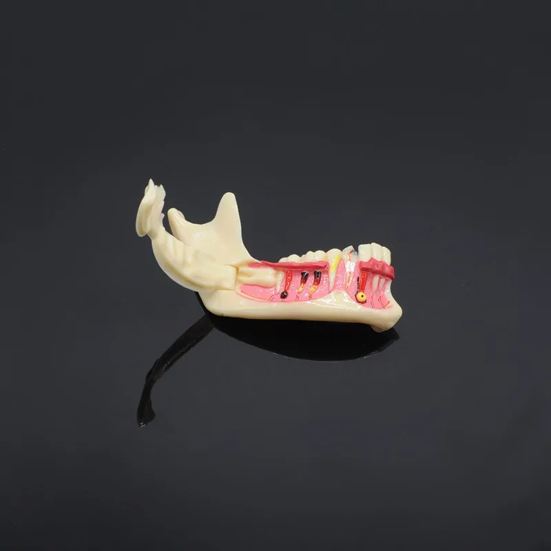  Dentistry Teaching Training Model Dental Communication Model Mandibular Model - 32999178857