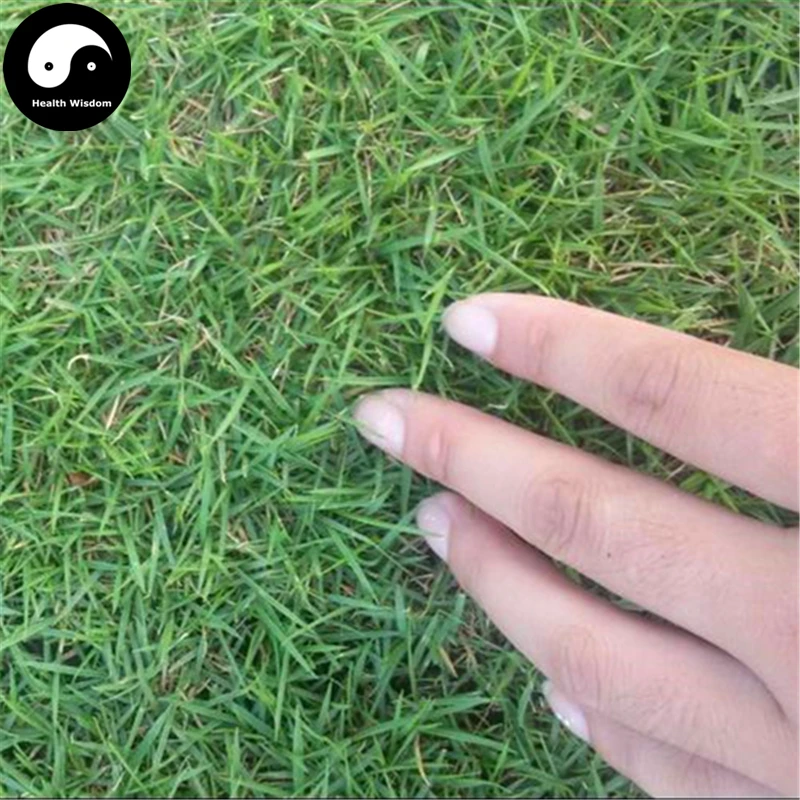 

Buy Cynodon Dactylon Grass Semente 1000pcs Plant Garden Lawn Grass Cynodon