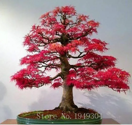 

Hot Sale 30 pcs Maple tree Bonsai, red maple tree japanese maple , plants for home garden and Balcony, Easy to Grow